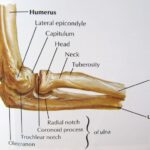 Human Anatomy Elbow Bones, Vector Sketch Stock Vector - Illustration of ...