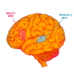The Hidden Wonders of the Bilingual Brain – SQ Online
