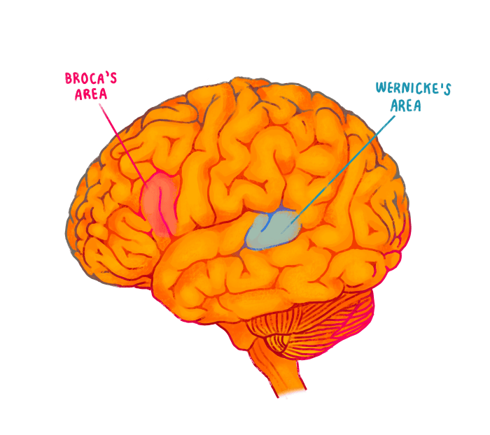 The Hidden Wonders of the Bilingual Brain – SQ Online